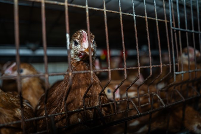 Young hens in battery cage