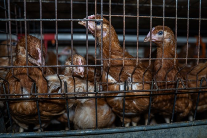 Young hens in battery cage