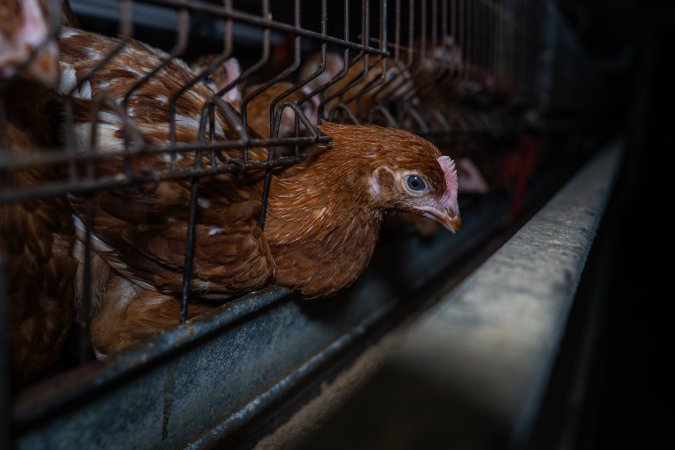Young hen poking head through cage bars