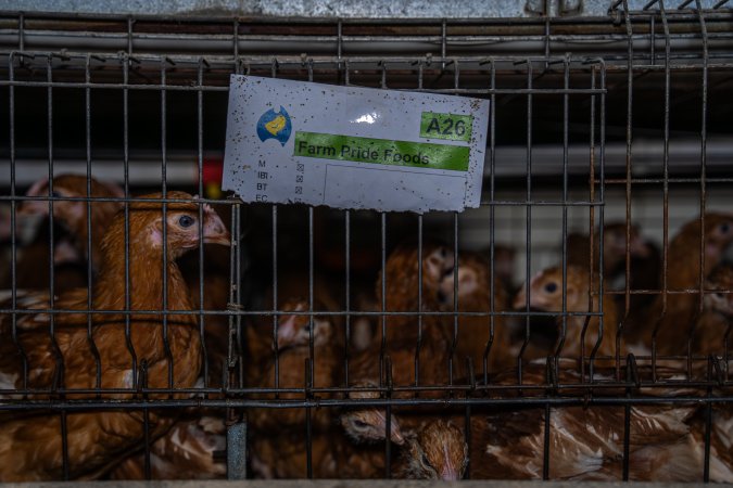 Battery cage with Farm Pride label