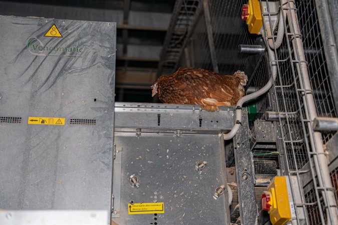 Hen on top of machinery outside of enclosed section