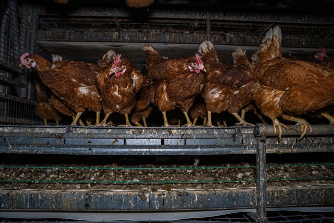 Free-Range Eggs Investigation 2025