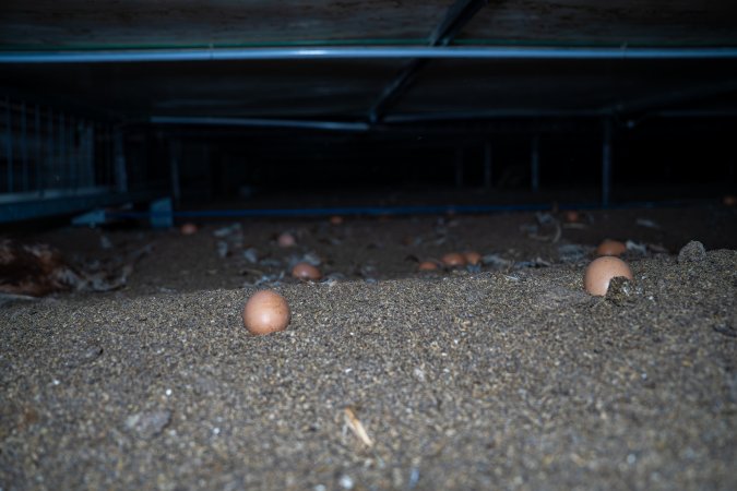 Eggs underneath perches in shed