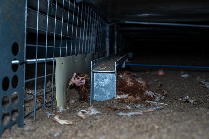 Hen hiding underneath the perches in free-range shed.