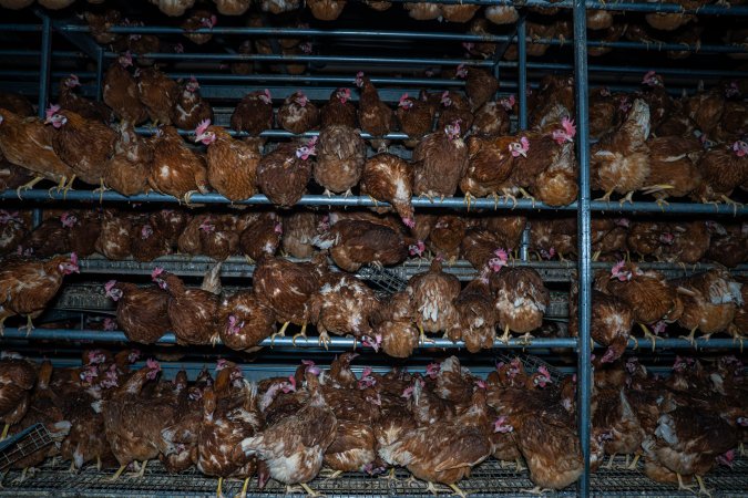 Crowded free-range shed