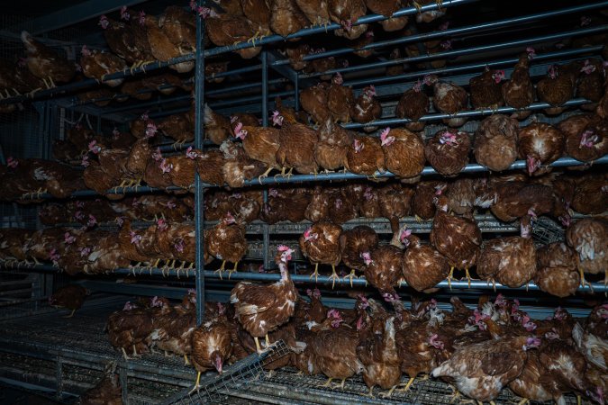 Crowded free-range shed