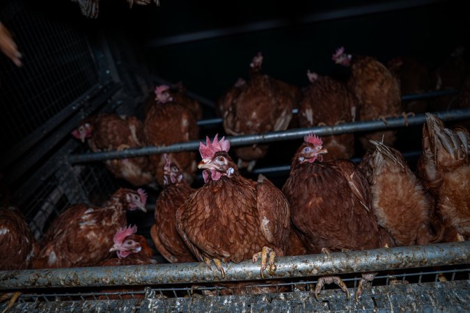 Hen perching in shed