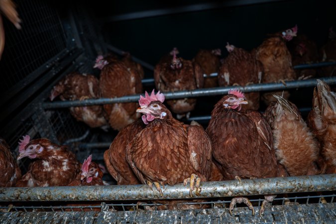 Hen perching in shed