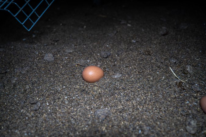 Egg on floor of shed