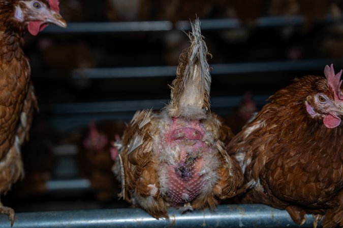 Egg-bound hen with injured behind