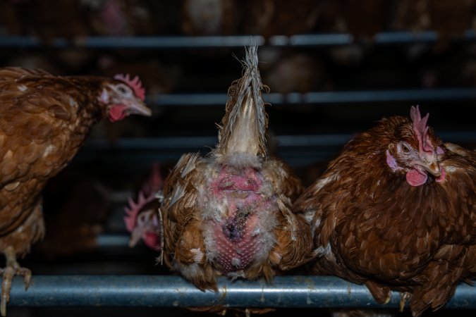 Egg-bound hen with injured behind