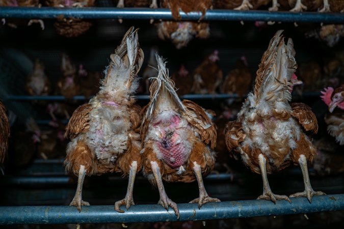 Hens with missing feathers