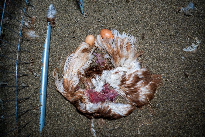 Dead hen with eggs