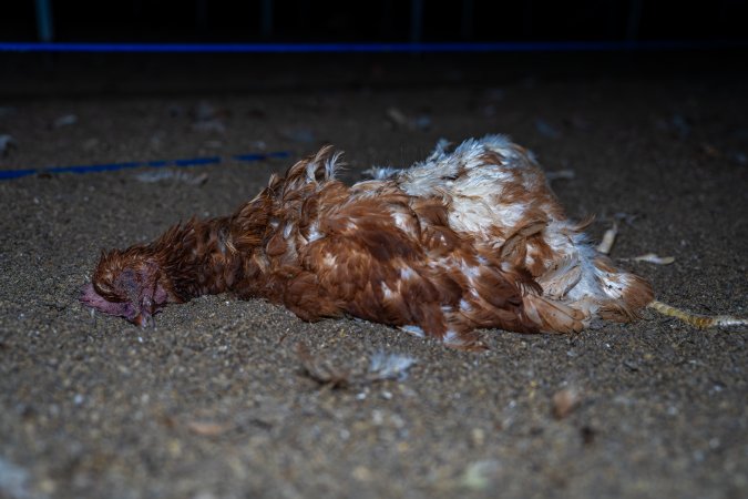 Dead hen on floor of shed