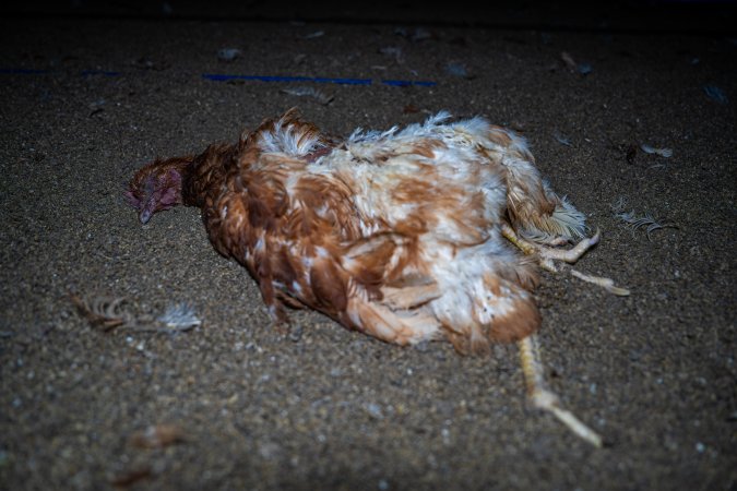 Dead hen on floor of shed