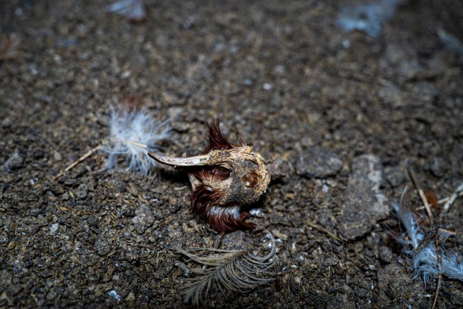 Bones on floor of shed