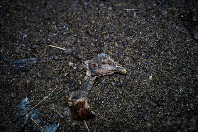 Chicken's head on floor of shed