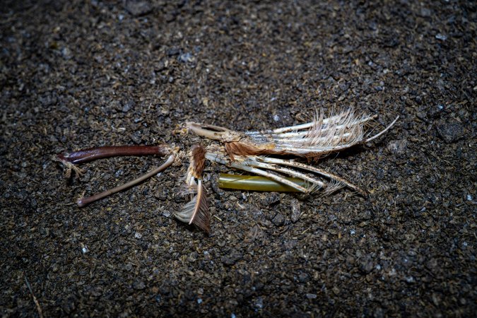 Wing on floor of shed