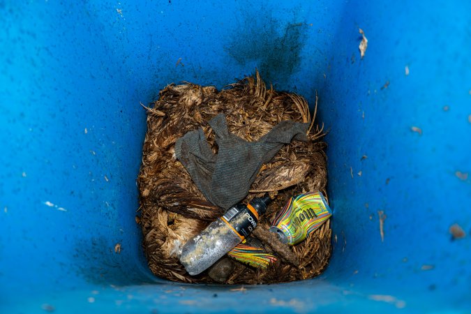 Dead hens and feathers in rubbish bin