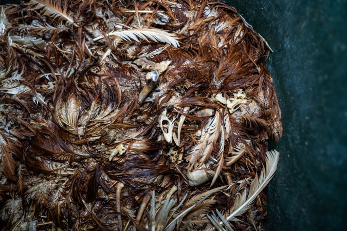 Dead hens in rubbish bin