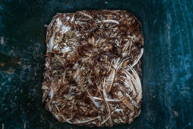 Dead hens in rubbish bin