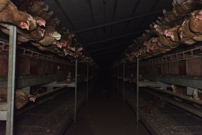 Perches in a free-range shed