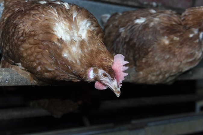 Free-Range Eggs Investigation 2025