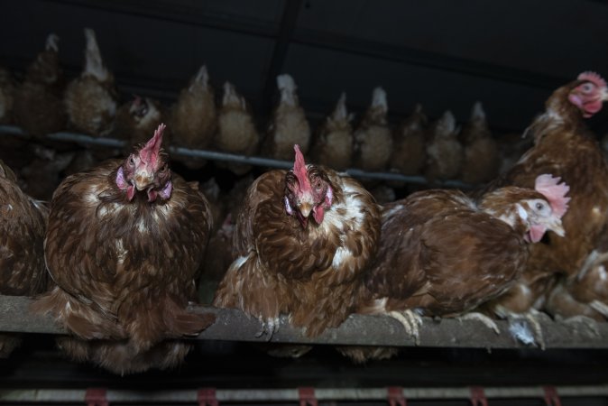 Free-Range Eggs Investigation 2025