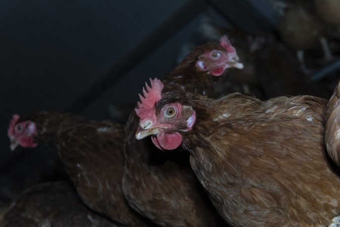 Free-Range Eggs Investigation 2025