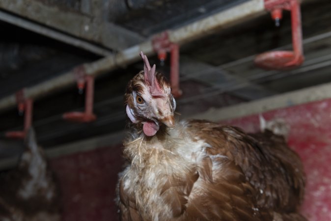 Chicken with missing feathers