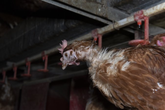 Chicken with missing feathers