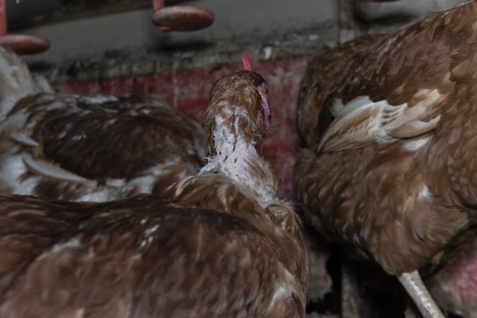 Hen with missing feathers