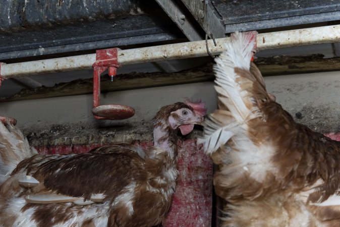 Hen with missing feathers