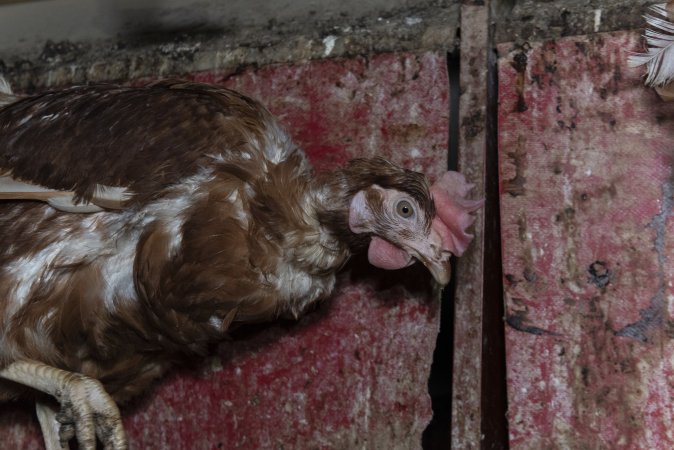 Hen with missing feathers