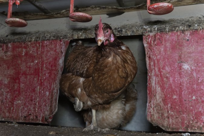 Free-Range Eggs Investigation 2025