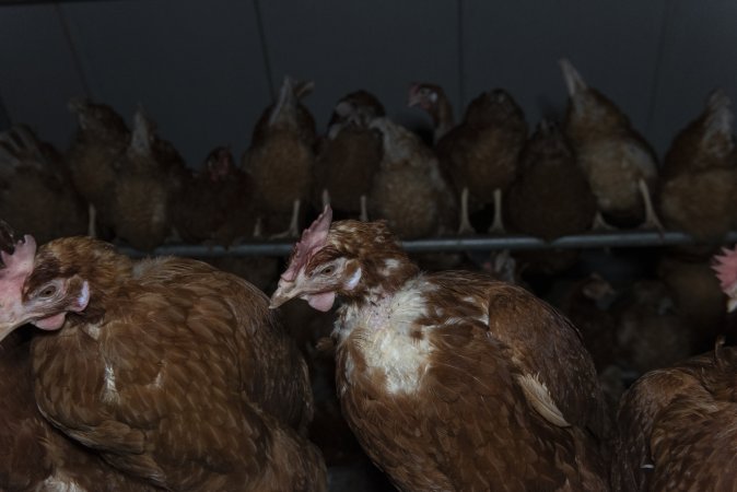 Hen with missing feathers