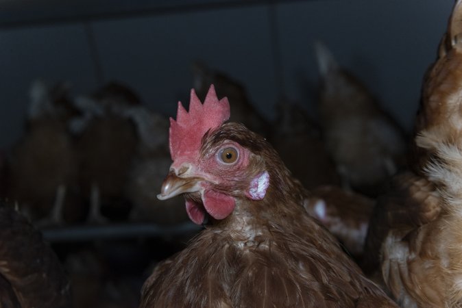 Free-Range Eggs Investigation 2025