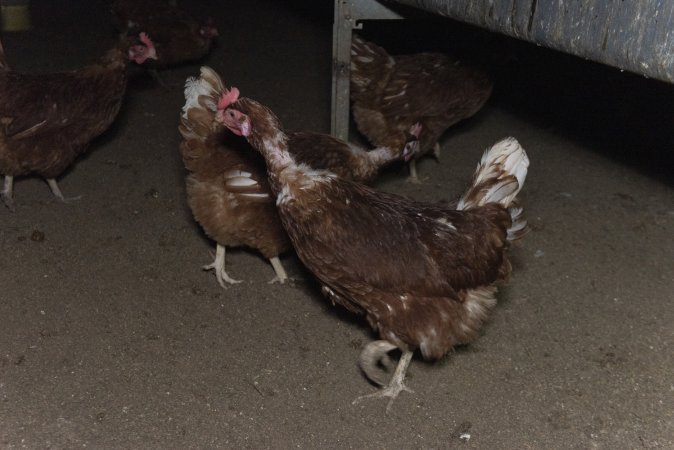 Hen with missing feathers from neck