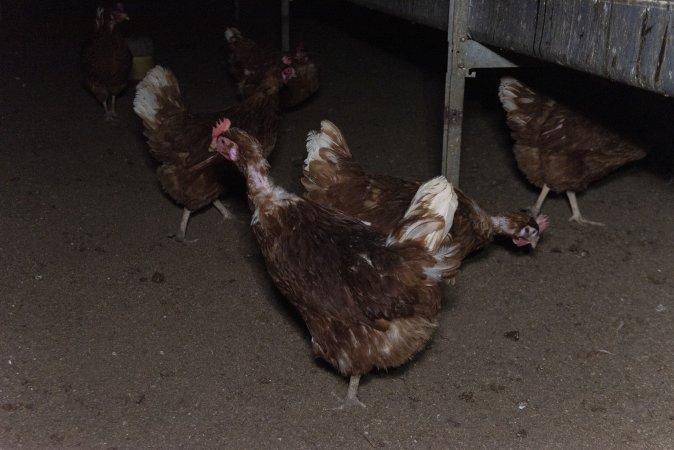 Free-Range Eggs Investigation 2025