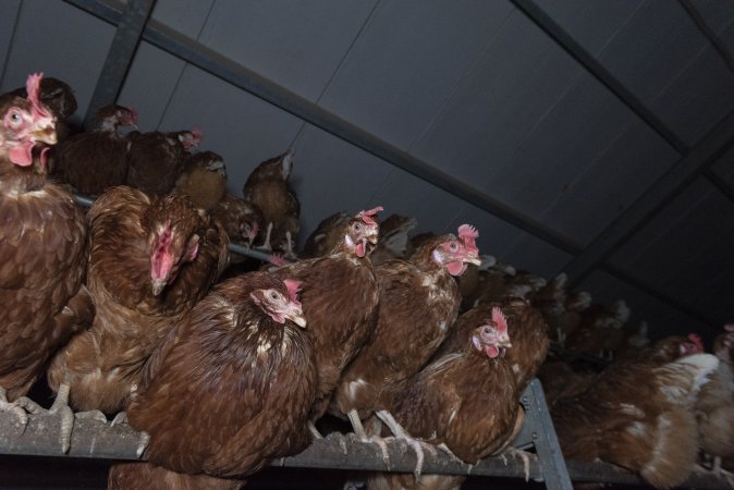 Free-Range Eggs Investigation 2025