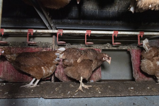 Free-Range Eggs Investigation 2025