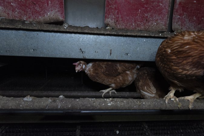 Free-Range Eggs Investigation 2025