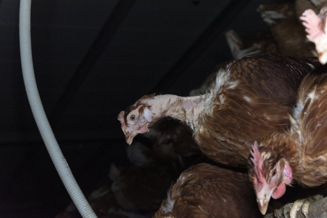 Hen with missing feathers from neck