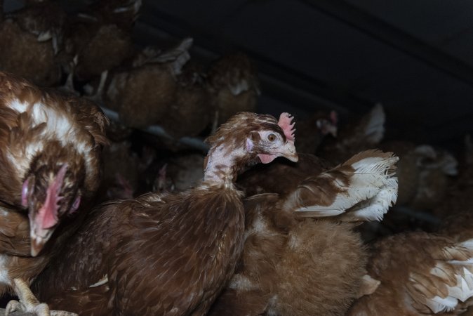 Hen with missing feathers from neck