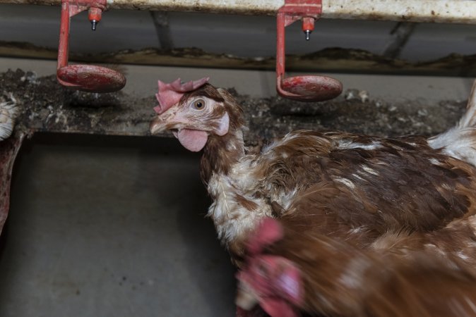 Hen with missing feathers