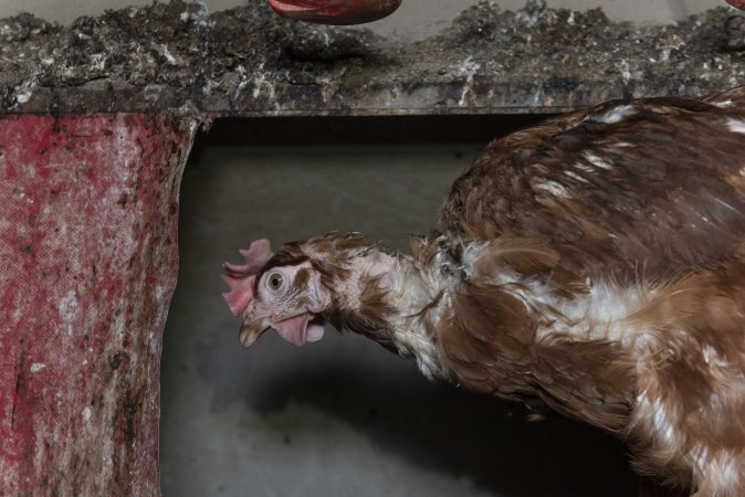 Hen with missing feathers