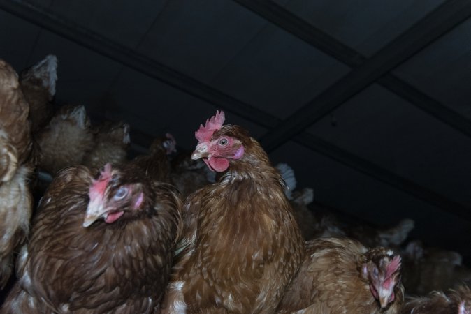 Free-Range Eggs Investigation 2025