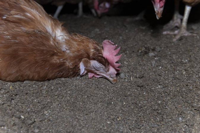 Unwell hen on floor of shed