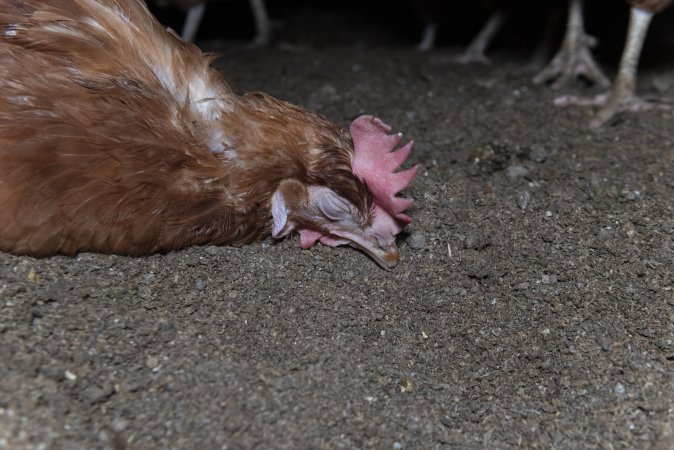 Unwell hen on floor of shed