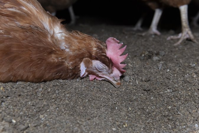 Unwell hen on floor of shed